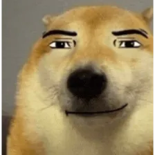 Shiba